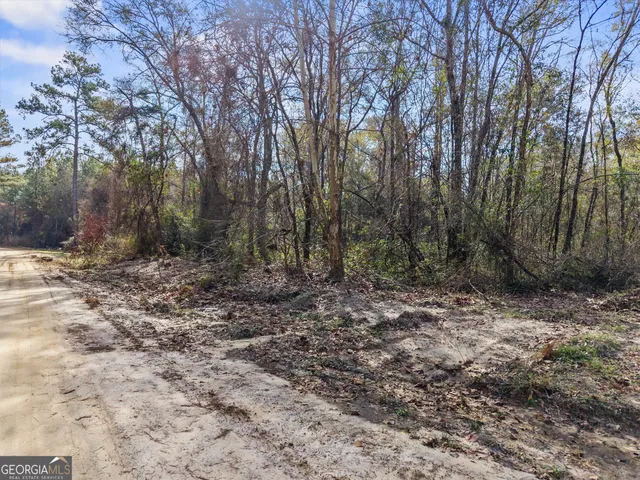 a view of a forest with trees in the background