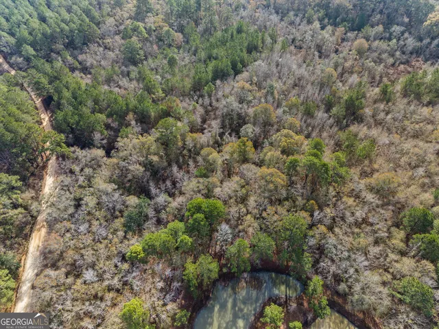 a view of a forest with plants and large trees