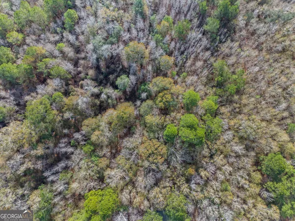 a view of a forest with a tree