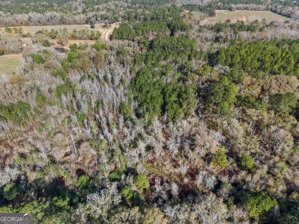 a view of a forest with a lush green forest