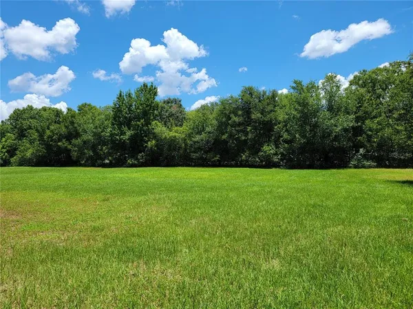 a view of a tree in a yard