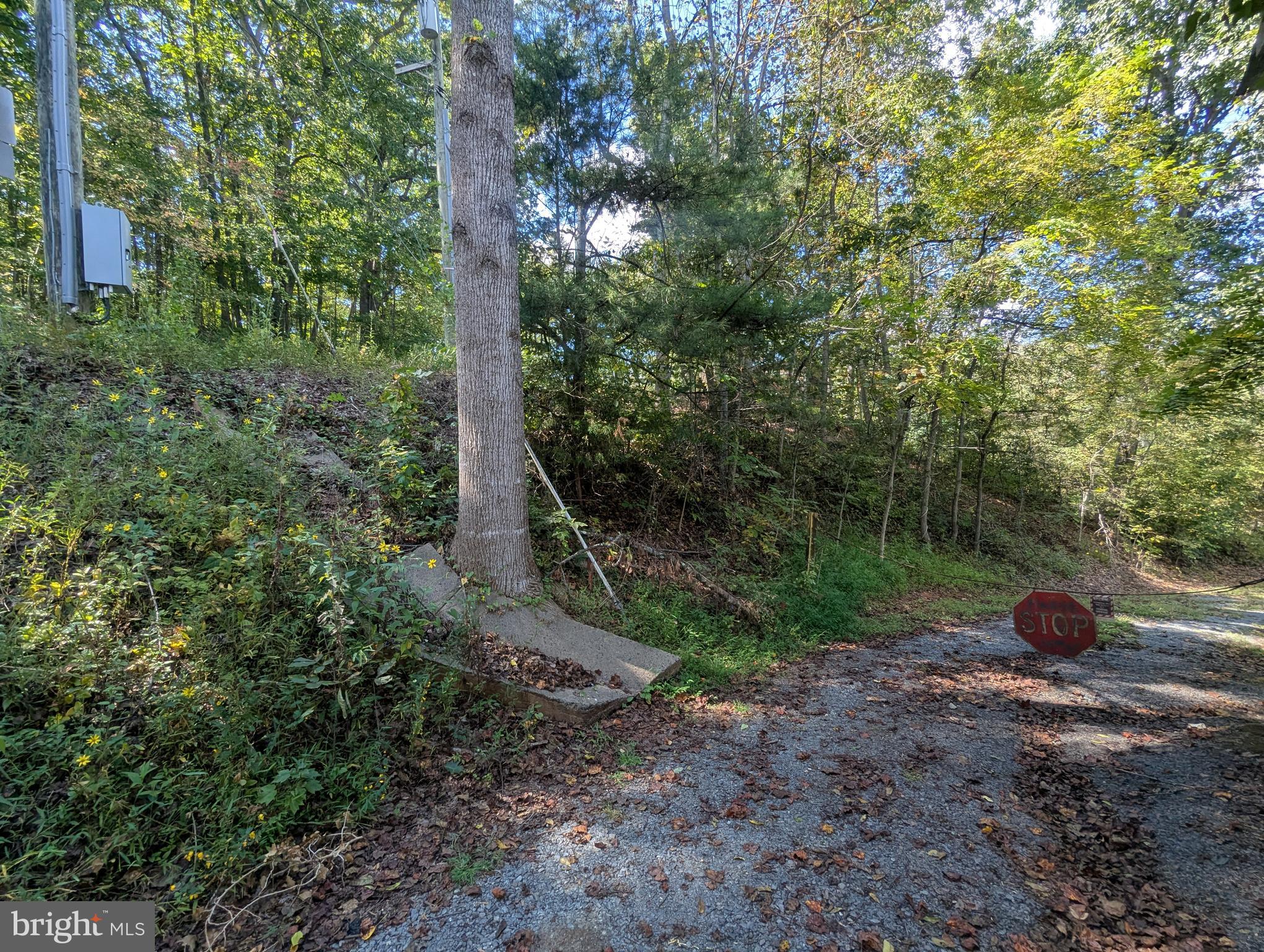 12967 Spicers Mill Road Orange, VA 22960 - Photo 8 of 21 a view of a forest with trees