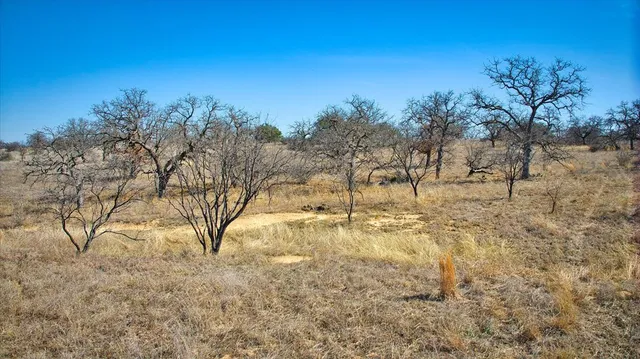 a view of large trees and a yard