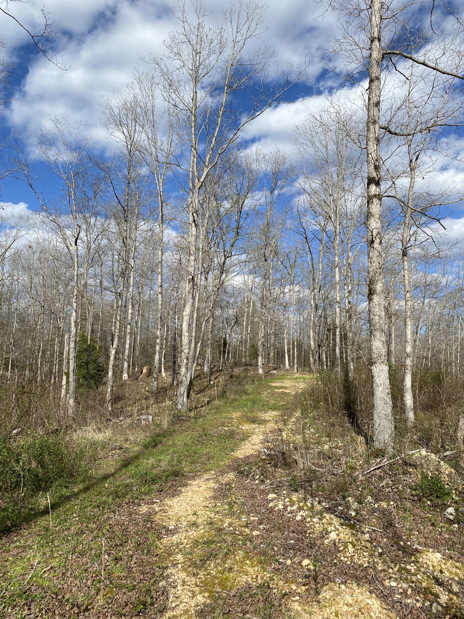 401 Napier Road Hohenwald, TN 38462 - Photo 2 of 8
