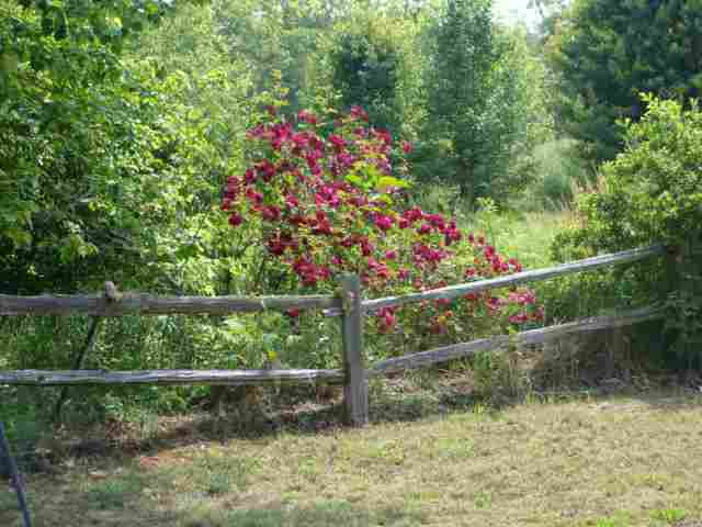 212 Thompson Road Pendleton, SC 29670 - Photo 14 of 21