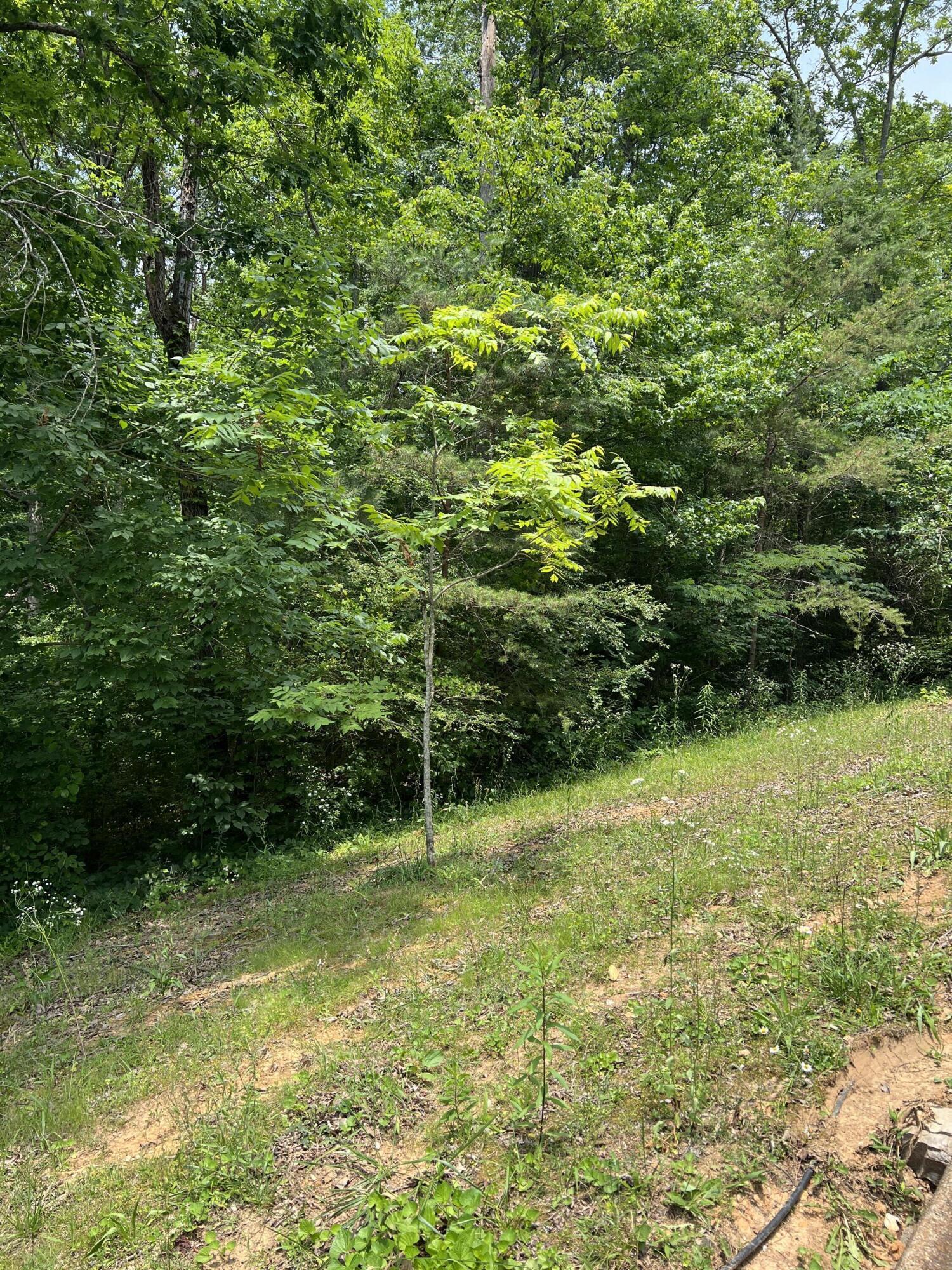 7511 Rocky Ledge Road Hixson, TN 37343 - Photo 5 of 13 IMG_2734