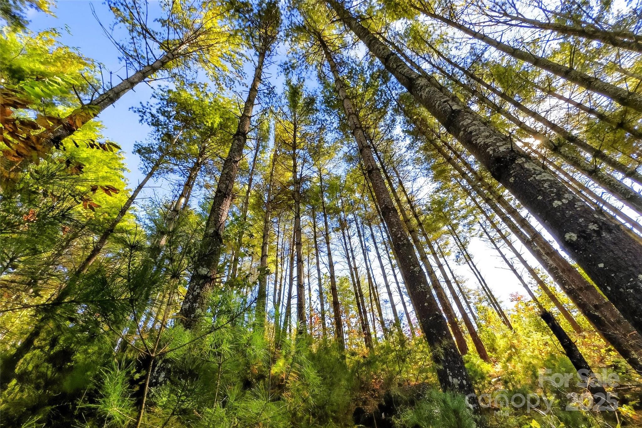 0 West Point Drive Nebo, NC 28761 - Photo 5 of 34