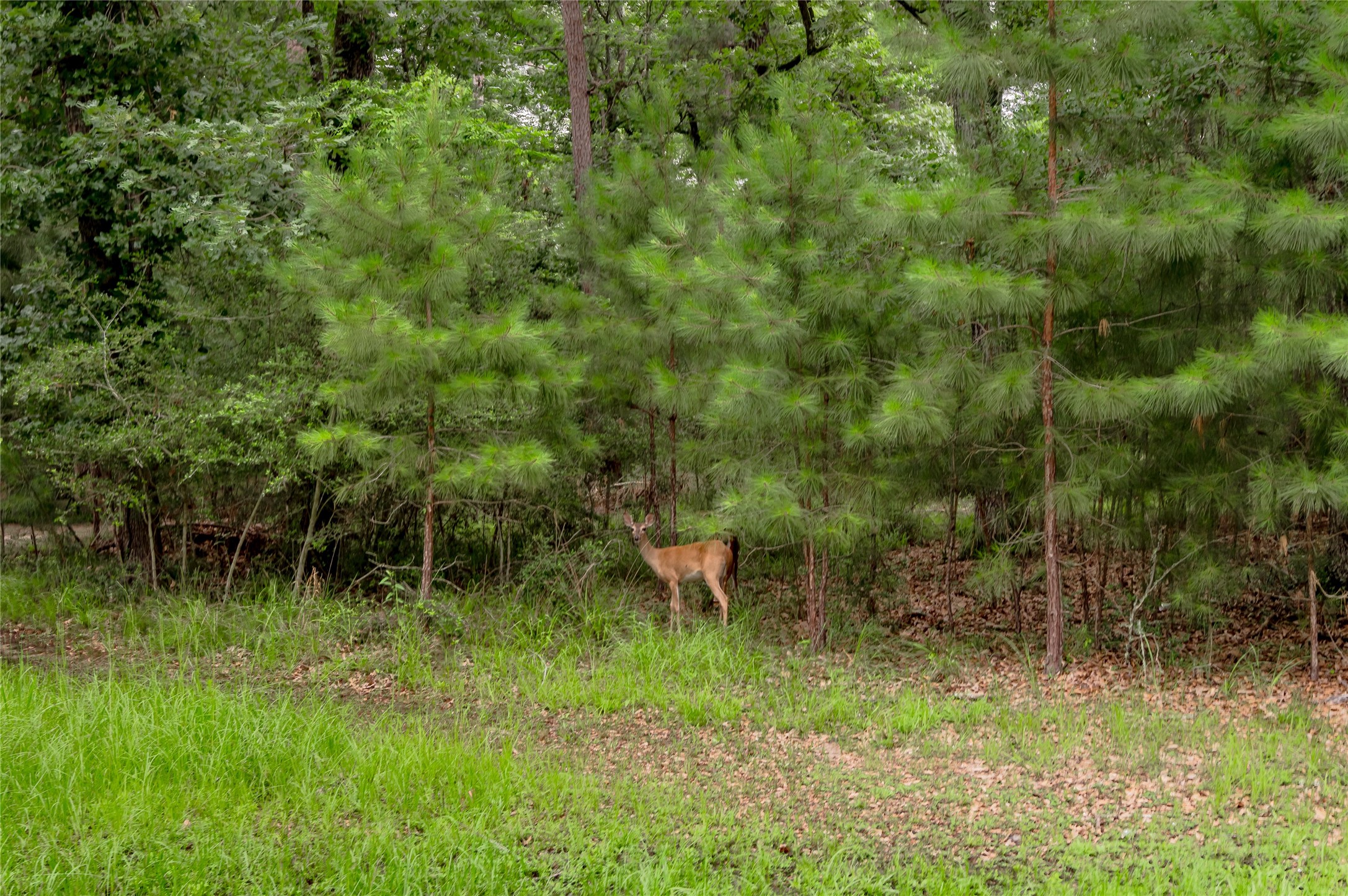 Lot 07 Oak Drive Trinity, TX 75862 - Photo 36 of 36