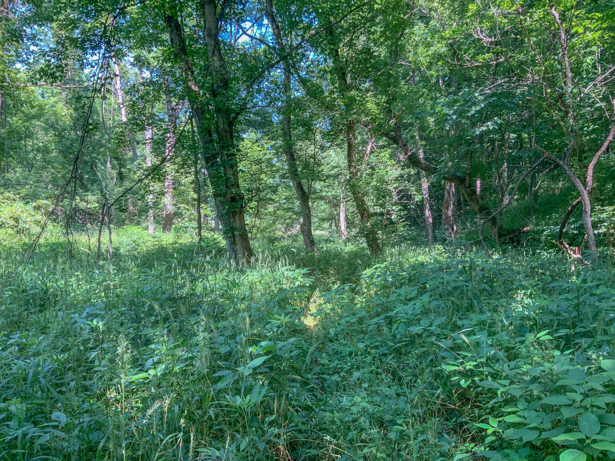 0 Rosselott Road Sardinia, OH 45171 - Photo 13 of 15