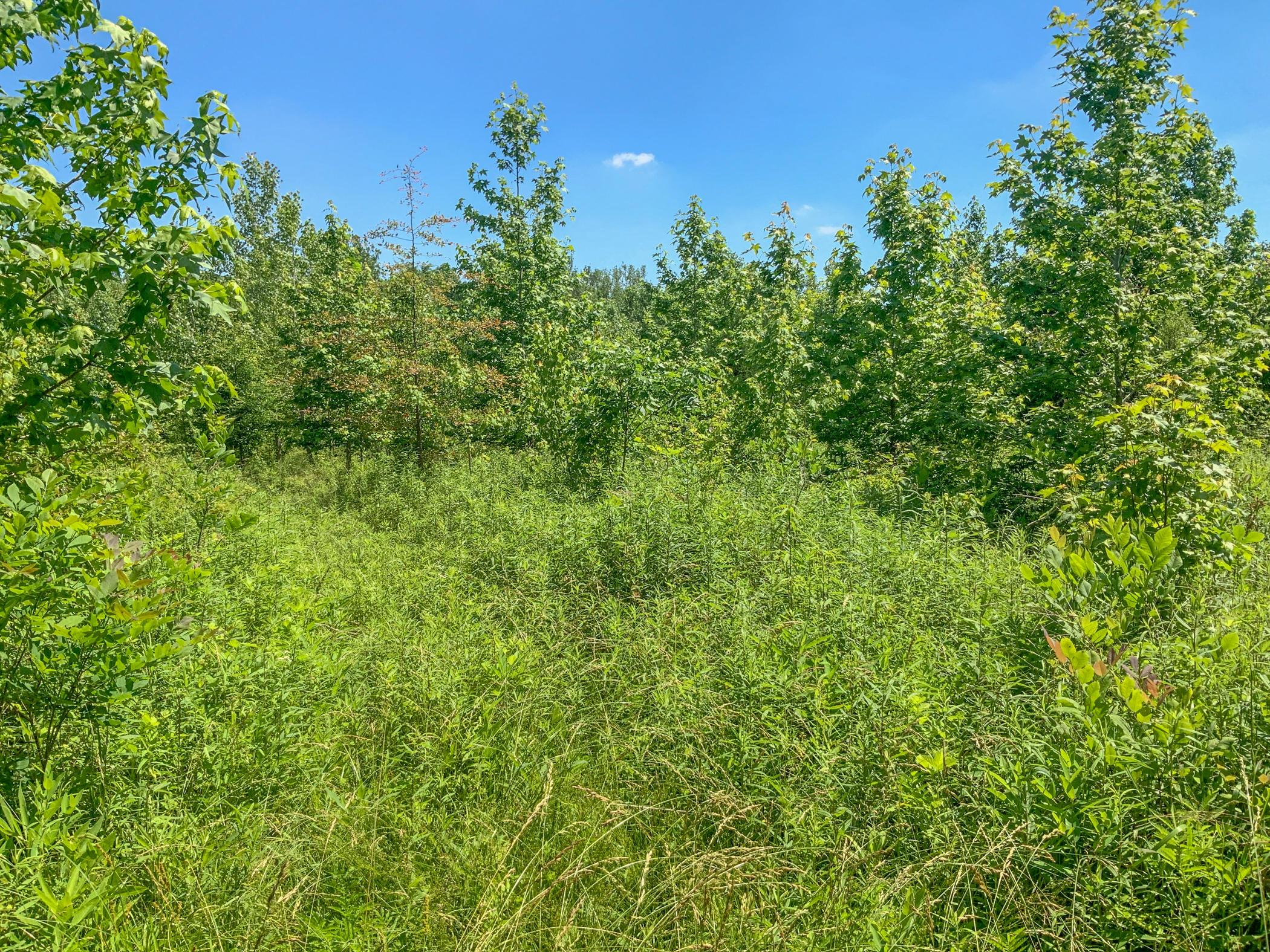 0 Rosselott Road Sardinia, OH 45171 - Photo 5 of 15