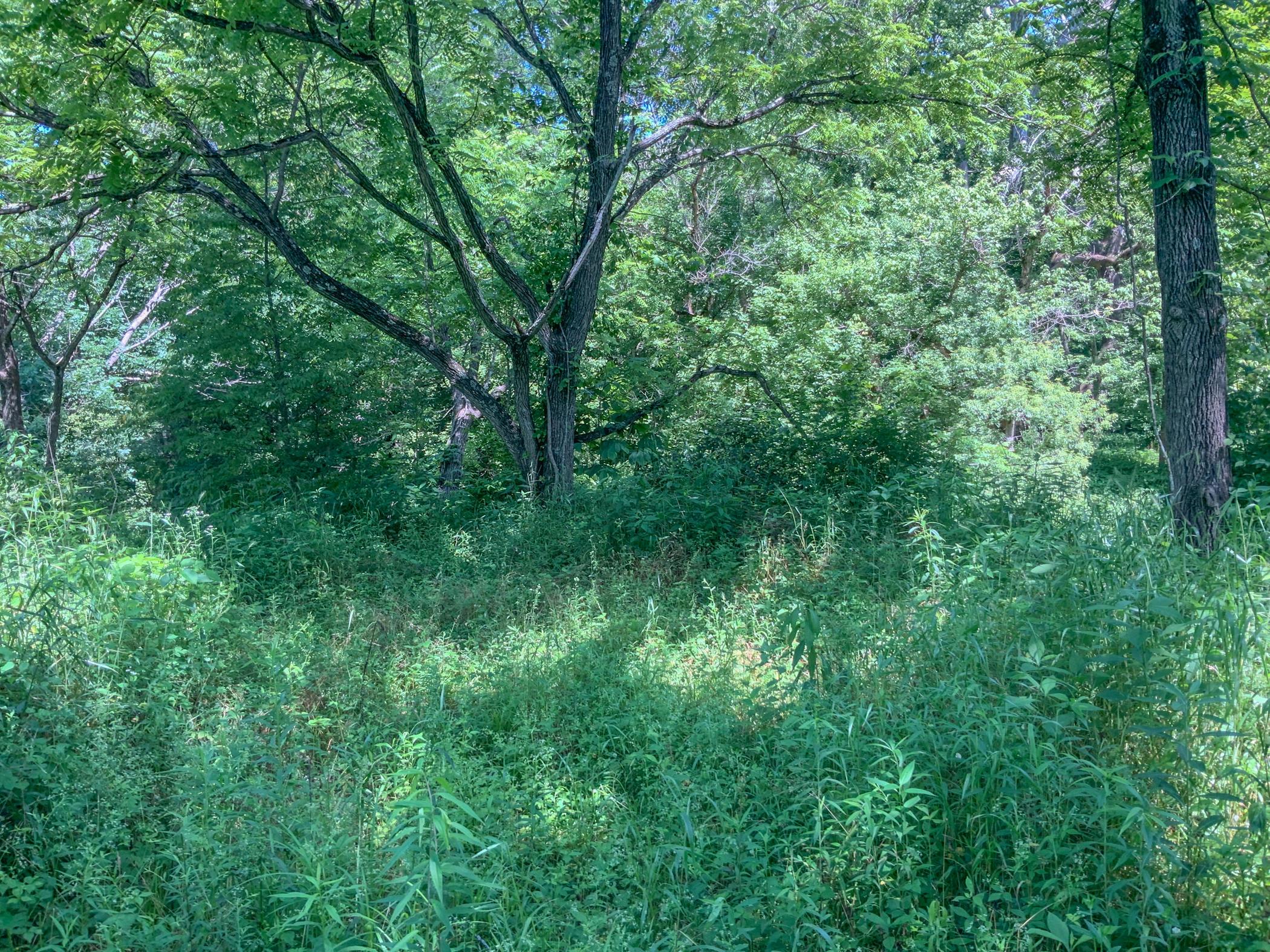 0 Rosselott Road Sardinia, OH 45171 - Photo 8 of 15