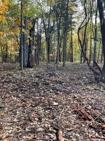 a view of a backyard with large trees