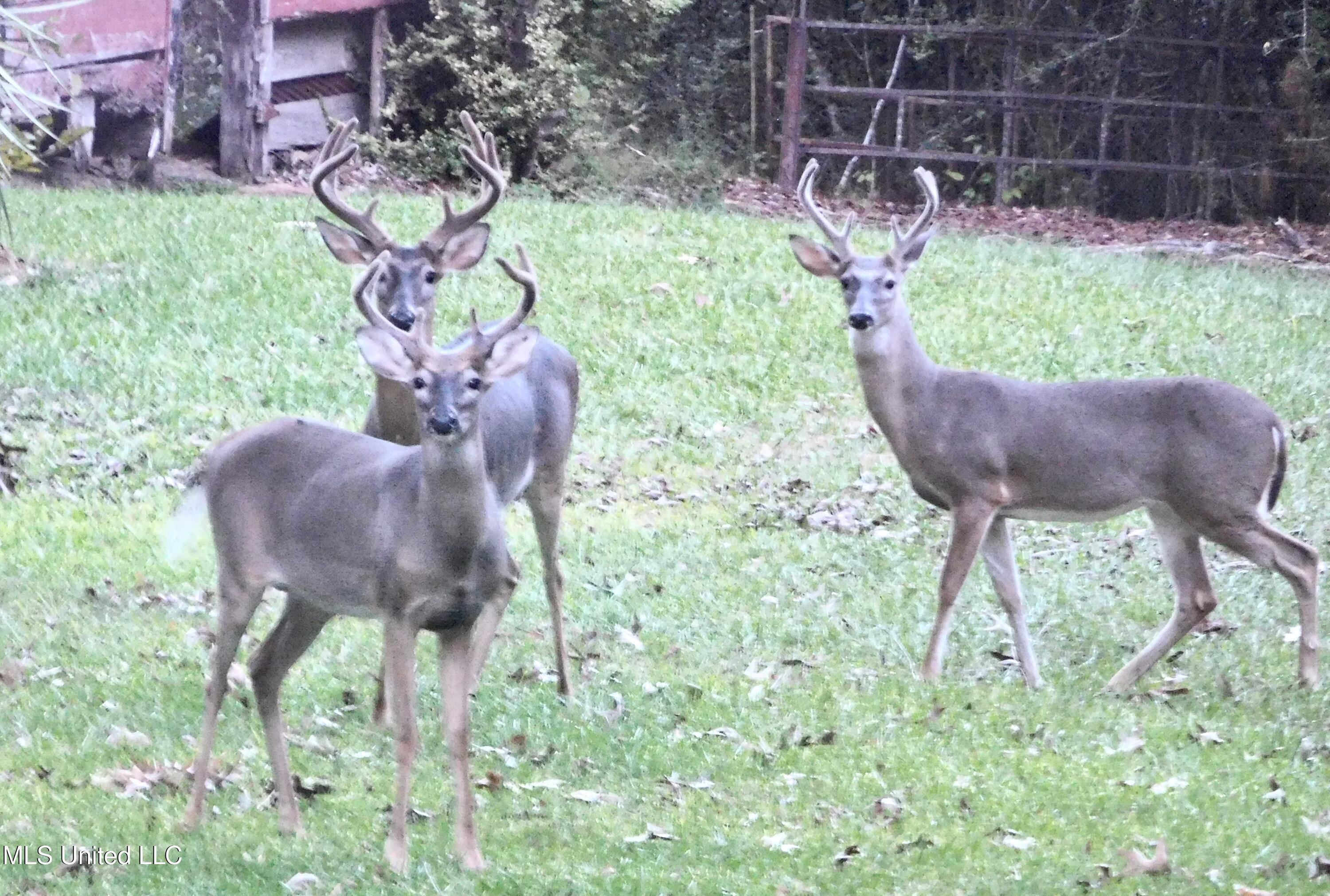 2049 Cleary Road Florence, MS 39073 - Photo 29 of 29 deer