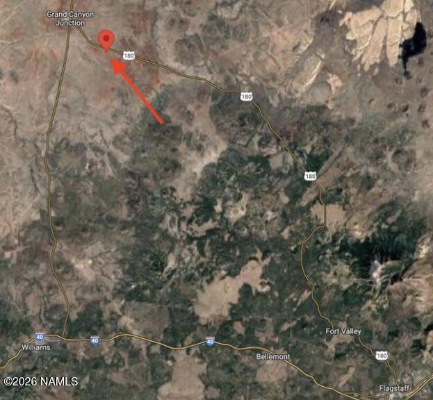 a close up of a tree