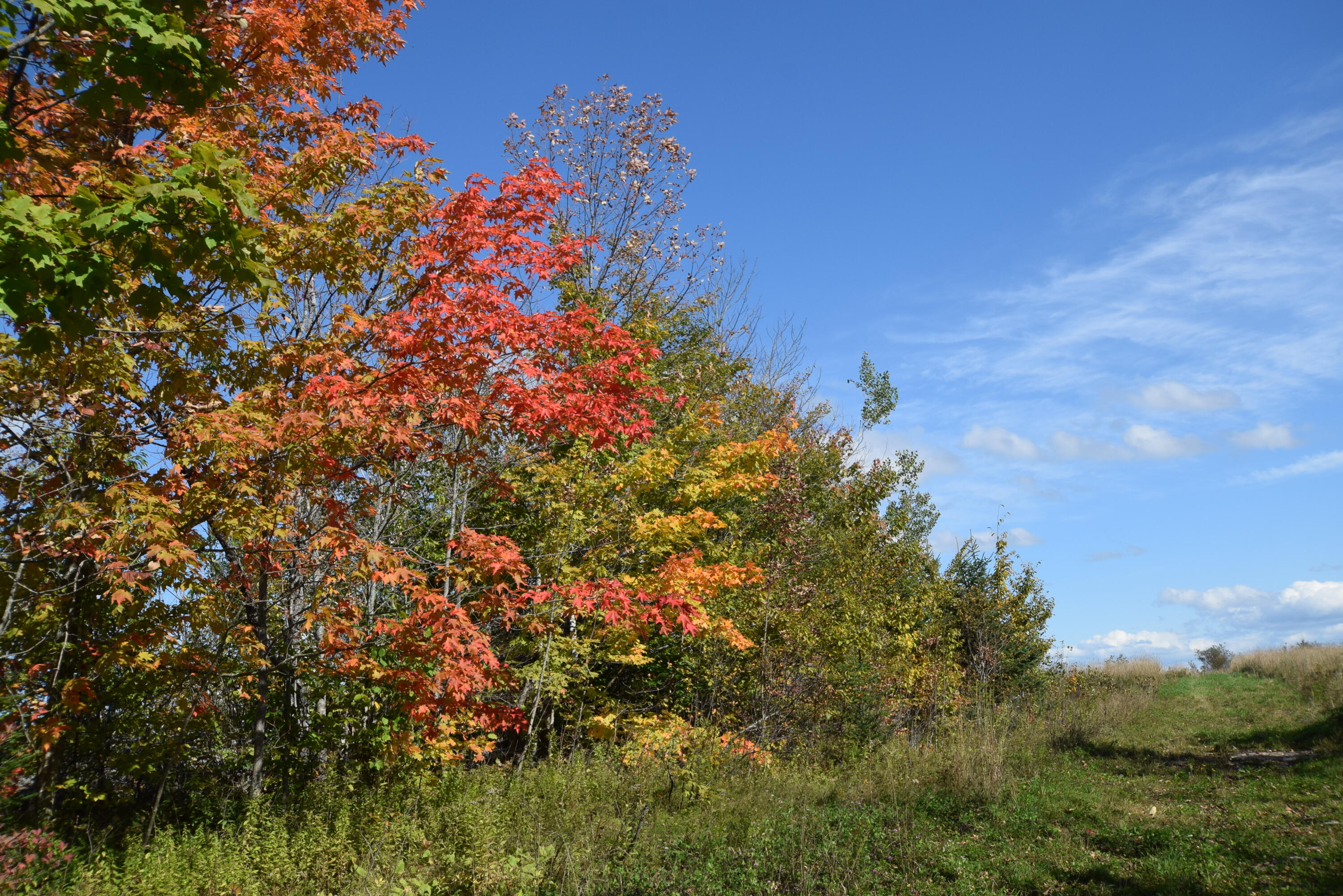 Lot 5 Barleyville Road Patten, ME 04765 - Photo 44 of 45 Fall Foliage...