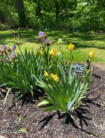 a view of a garden with plants and trees