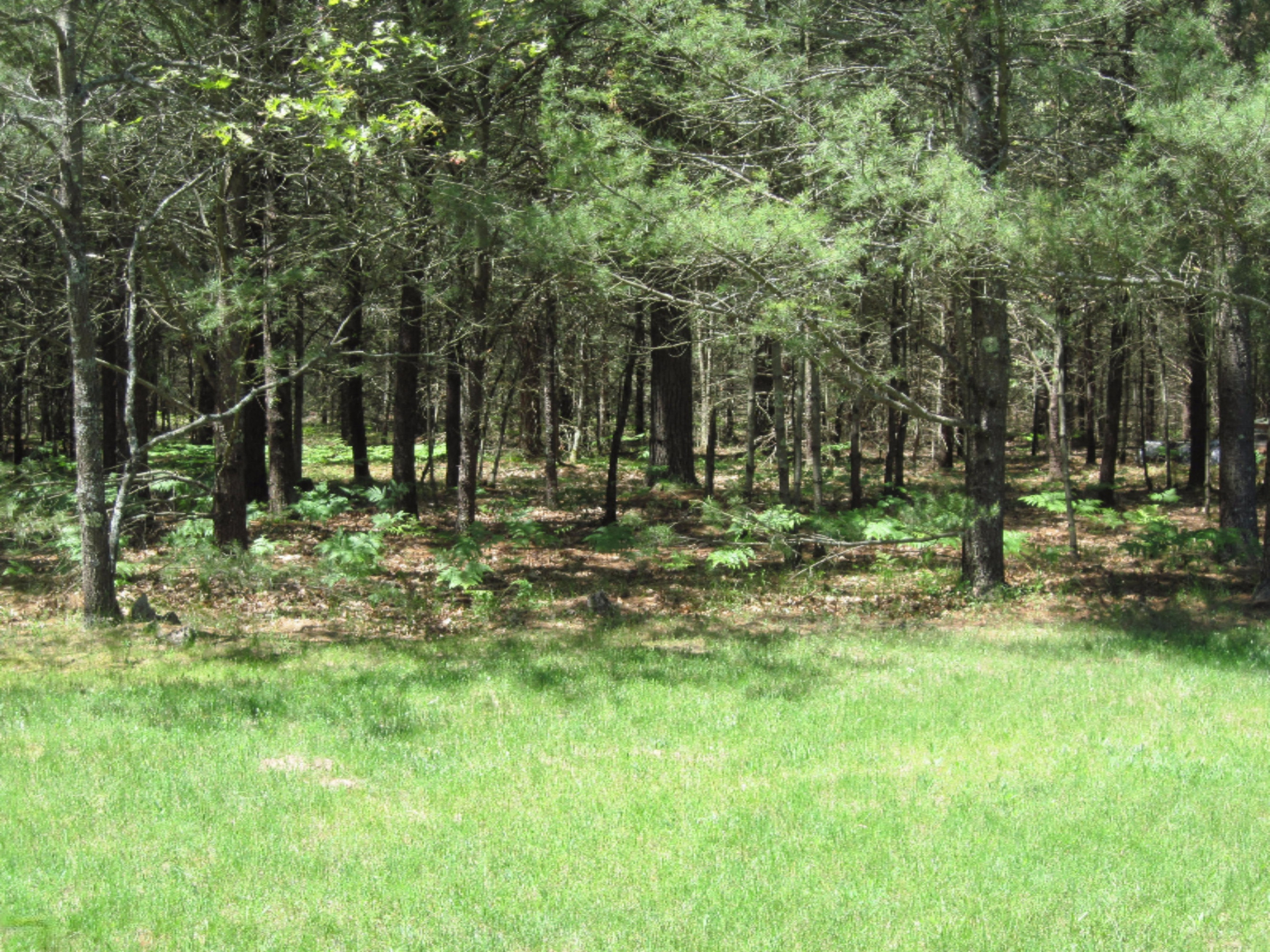 9778 Dalson Road Holton, MI 49425 - Photo 36 of 36 IMG_0029