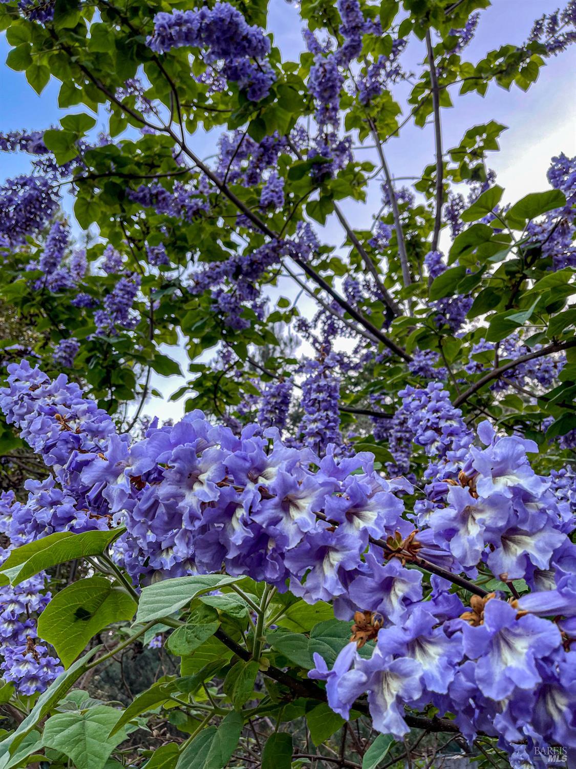 31191 Turner Road Fort Bragg, CA 95437 - Photo 29 of 36 Princess Tree in bloom Photo supplied by seller