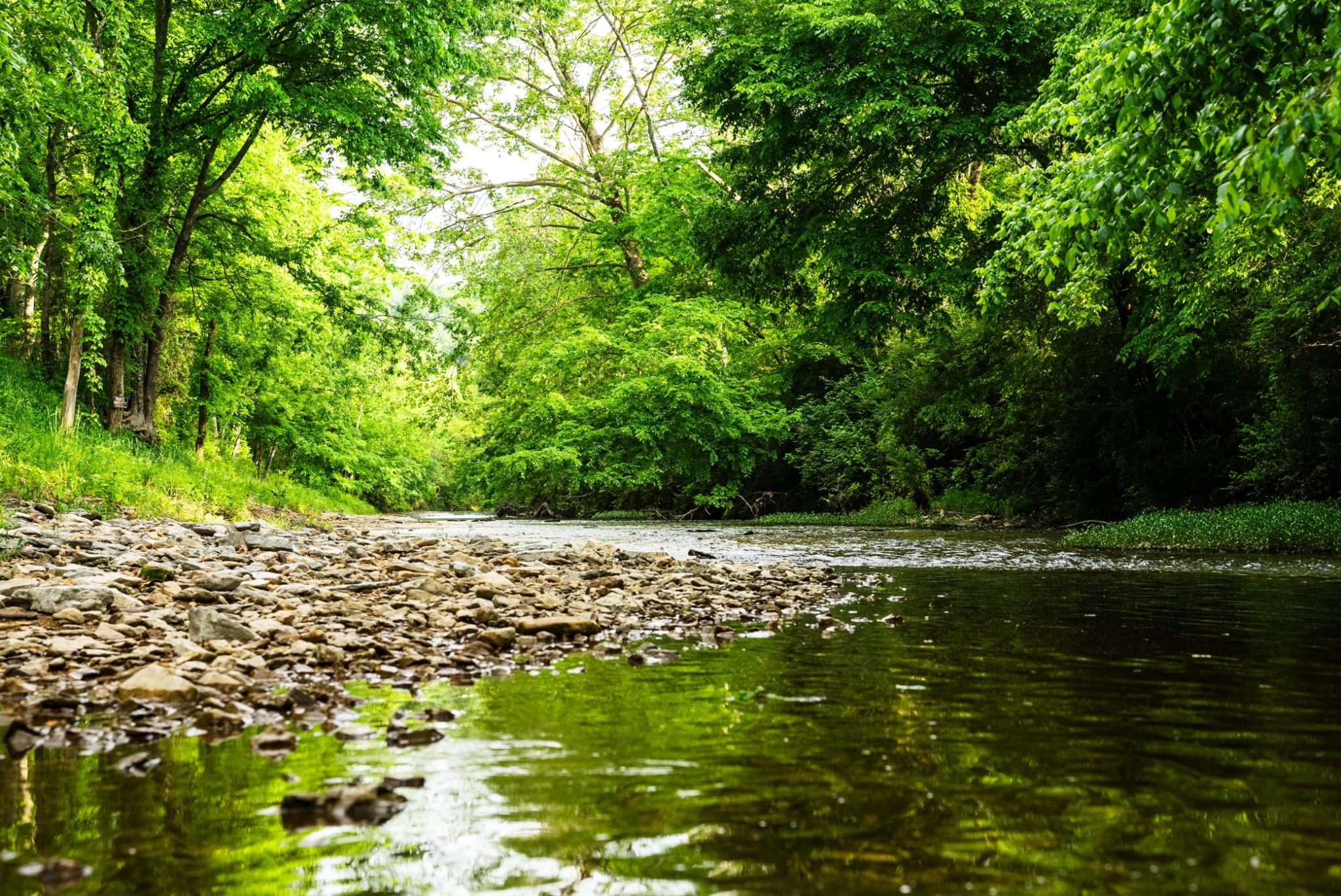 5285 Old Harding Road Franklin, TN 37064 - Photo 3 of 7 a view of a yard with a tree
