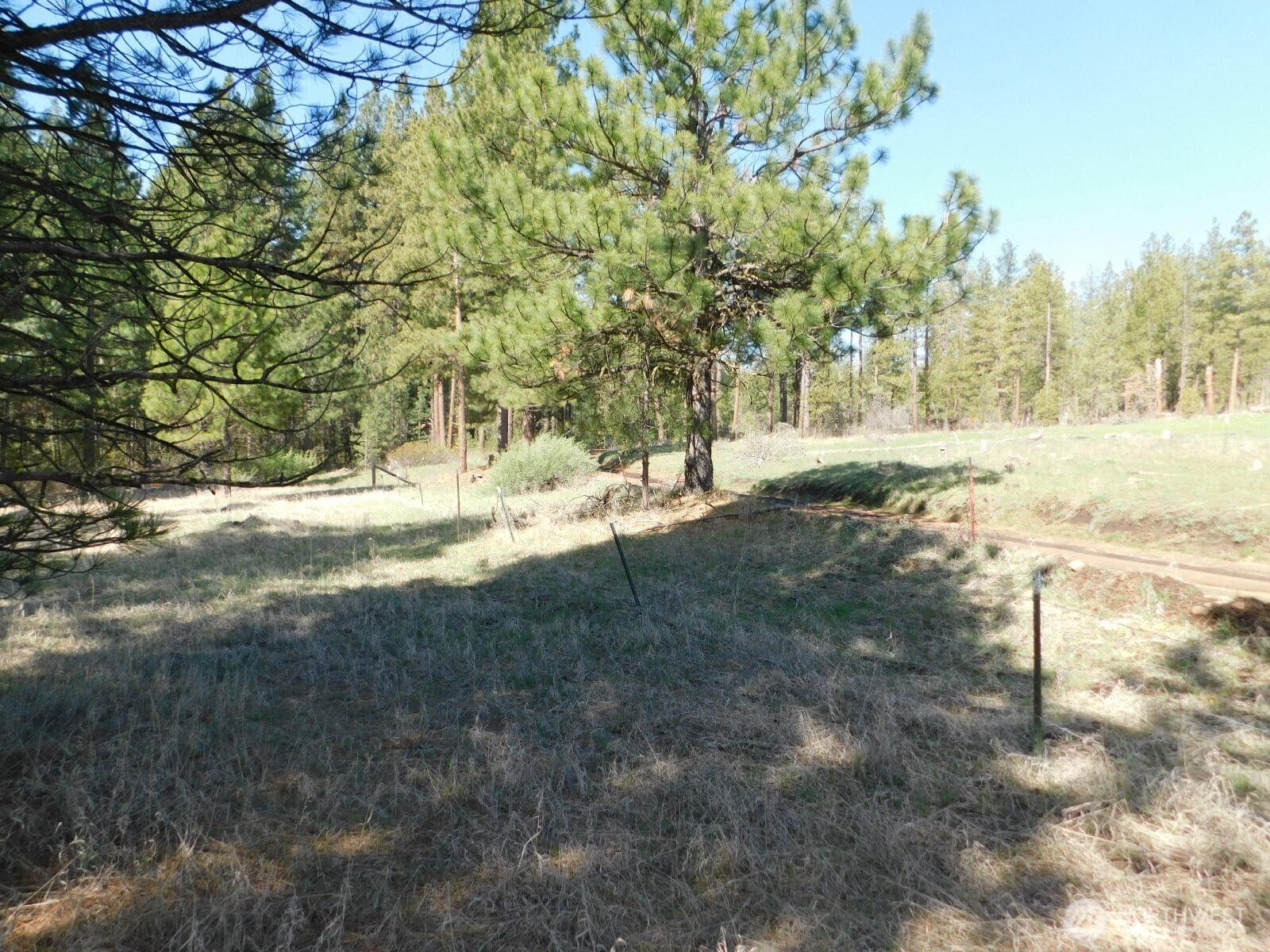 627 Pine Creek Road Bickleton, WA 99322 - Photo 3 of 14 a view of dirt yard with a large tree