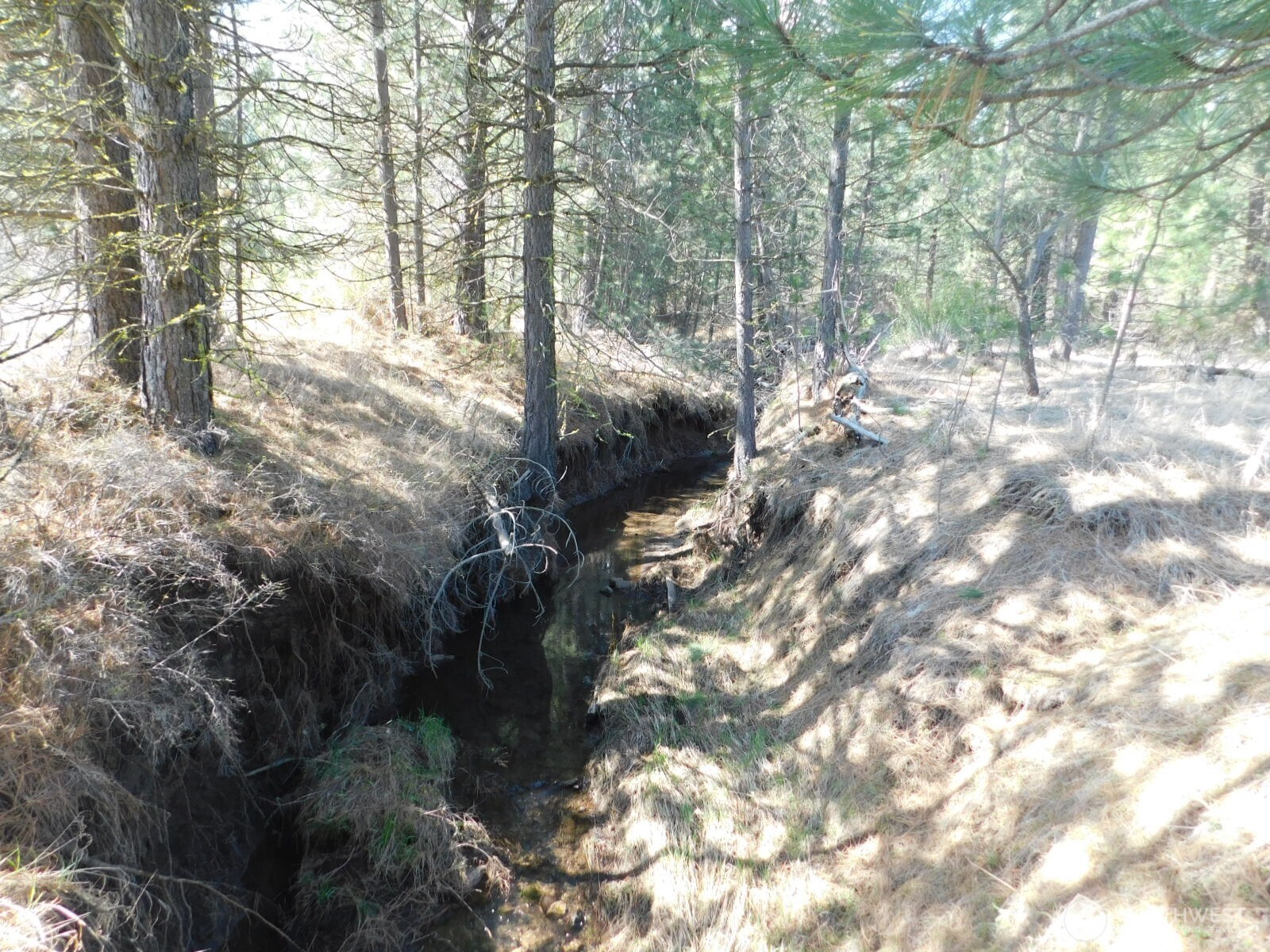 627 Pine Creek Road Bickleton, WA 99322 - Photo 4 of 14 a view of a forest with trees