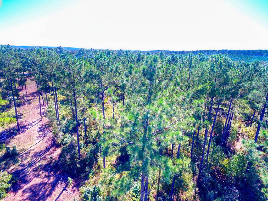 0 An County Road Palestine, TX 75801 - Photo 6 of 18