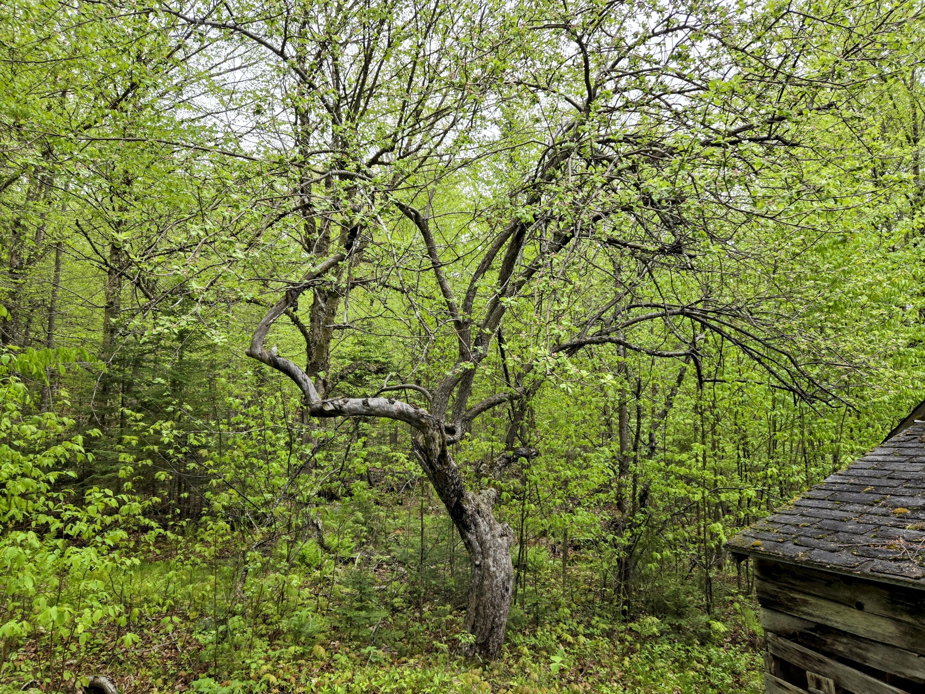 35 Off Kennebago Road Eustis, ME 04936 - Photo 34 of 39 Apple Tree on Camplot
