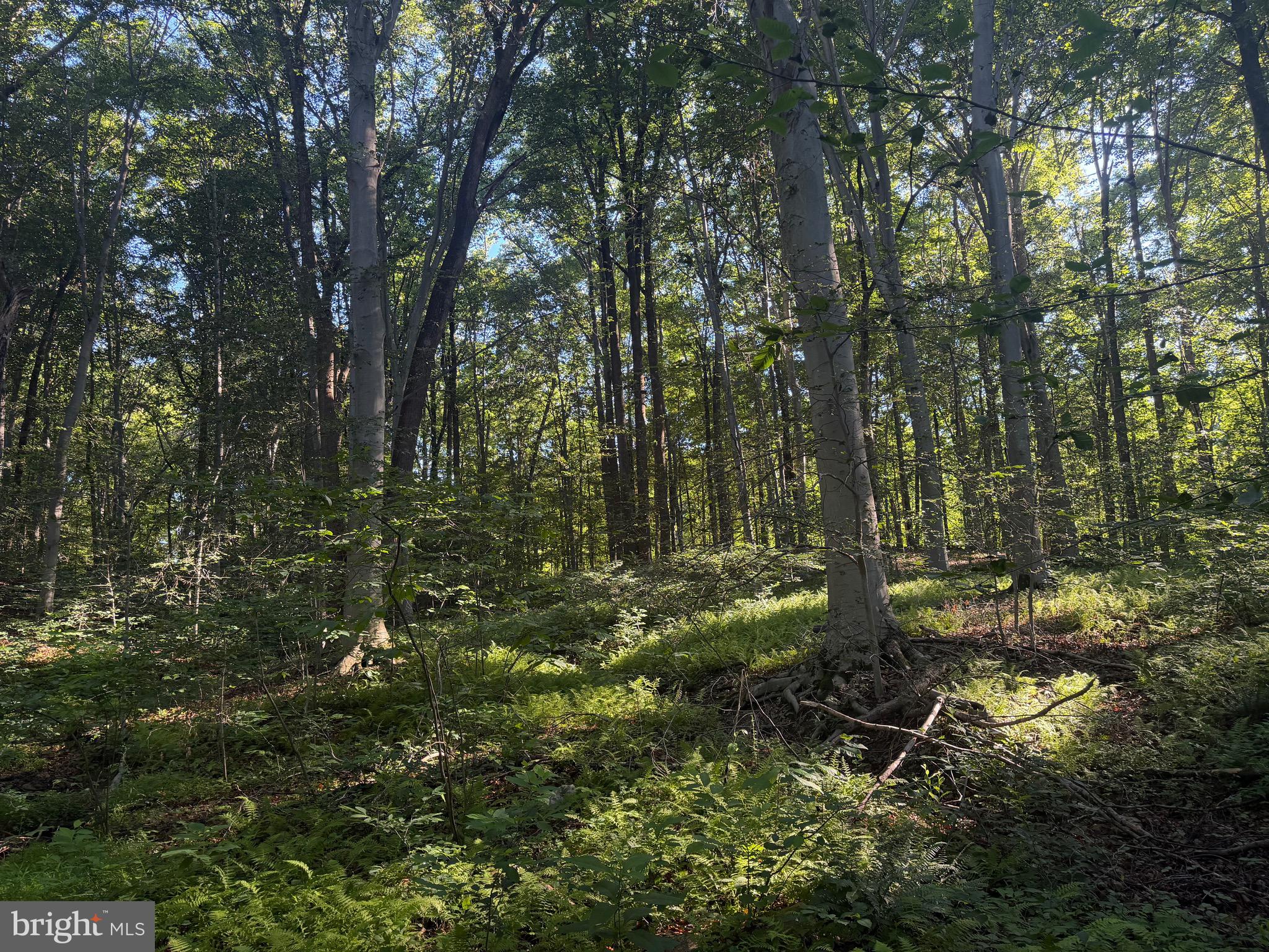 0 Rock Springs Road Conowingo, MD 21918 - Photo 36 of 79