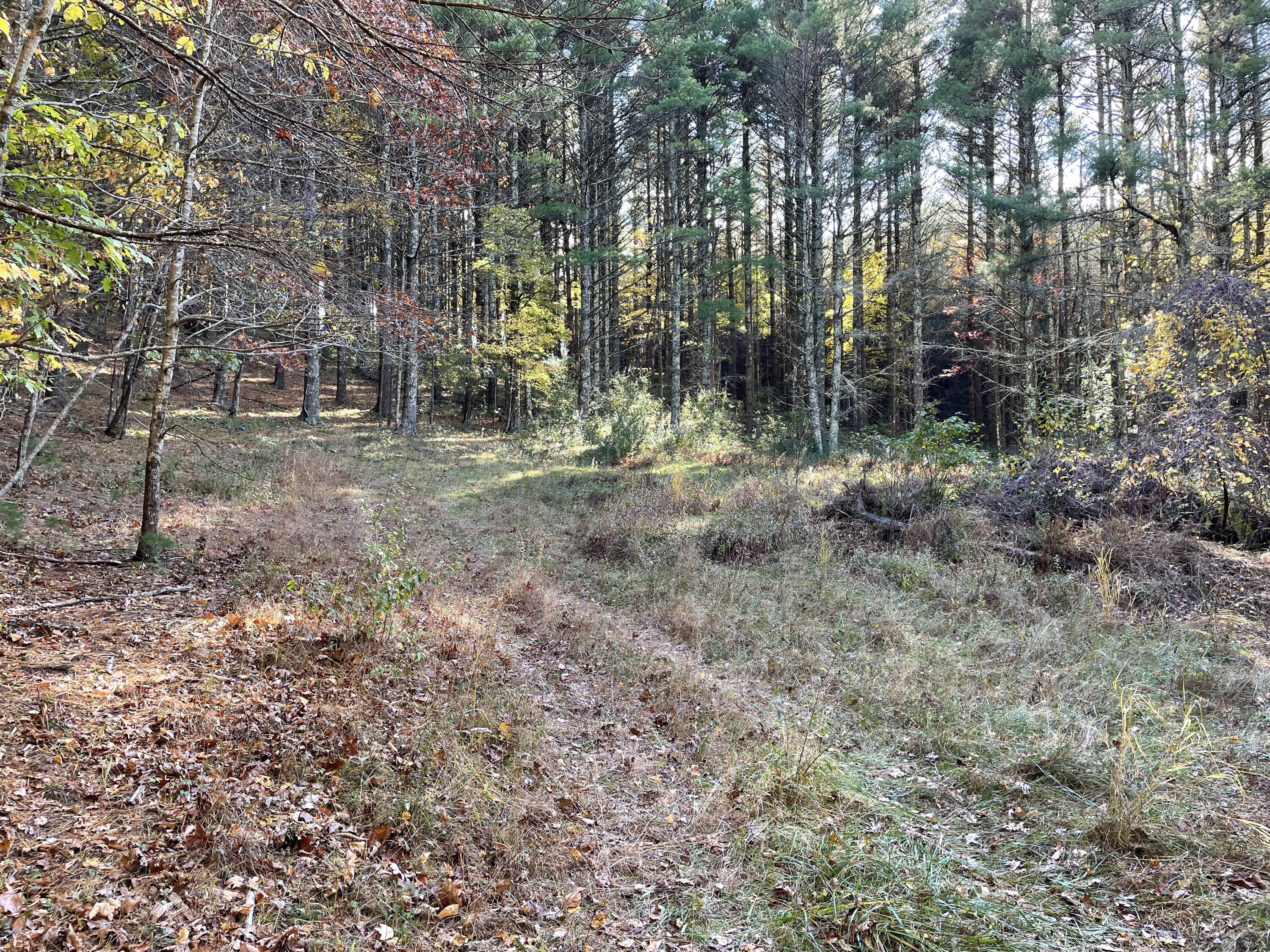 1 Weeks Road Floyd, VA 24091 - Photo 14 of 17 a view of a forest with trees
