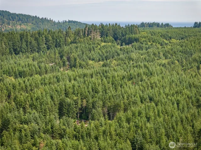 a view of a lush green forest with trees and some houses
