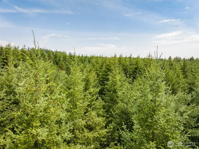 a view of a large yard with plants and large trees