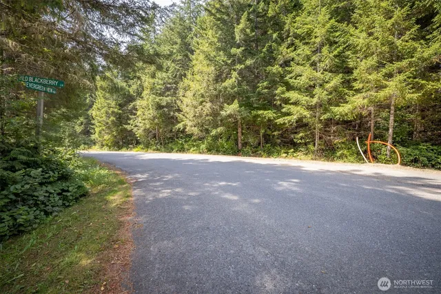 a view of forest with trees