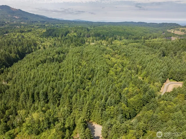 a view of a lush green forest with lush green forest