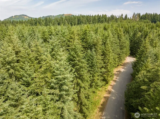 a view of a lush green forest with a lake