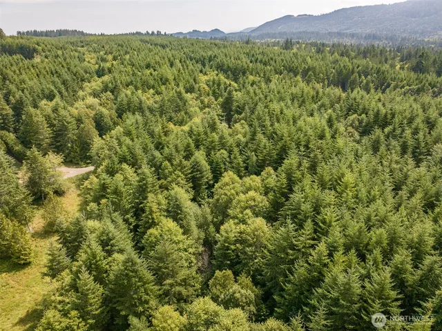a view of a lush green forest with trees and some houses