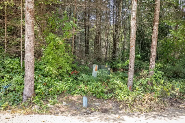 a plant view in yard