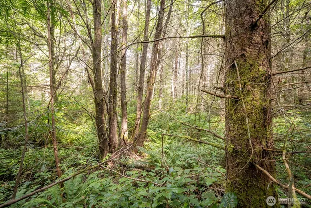 a view of a yard with plants and tree