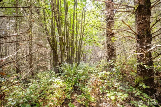 a close up of a plant