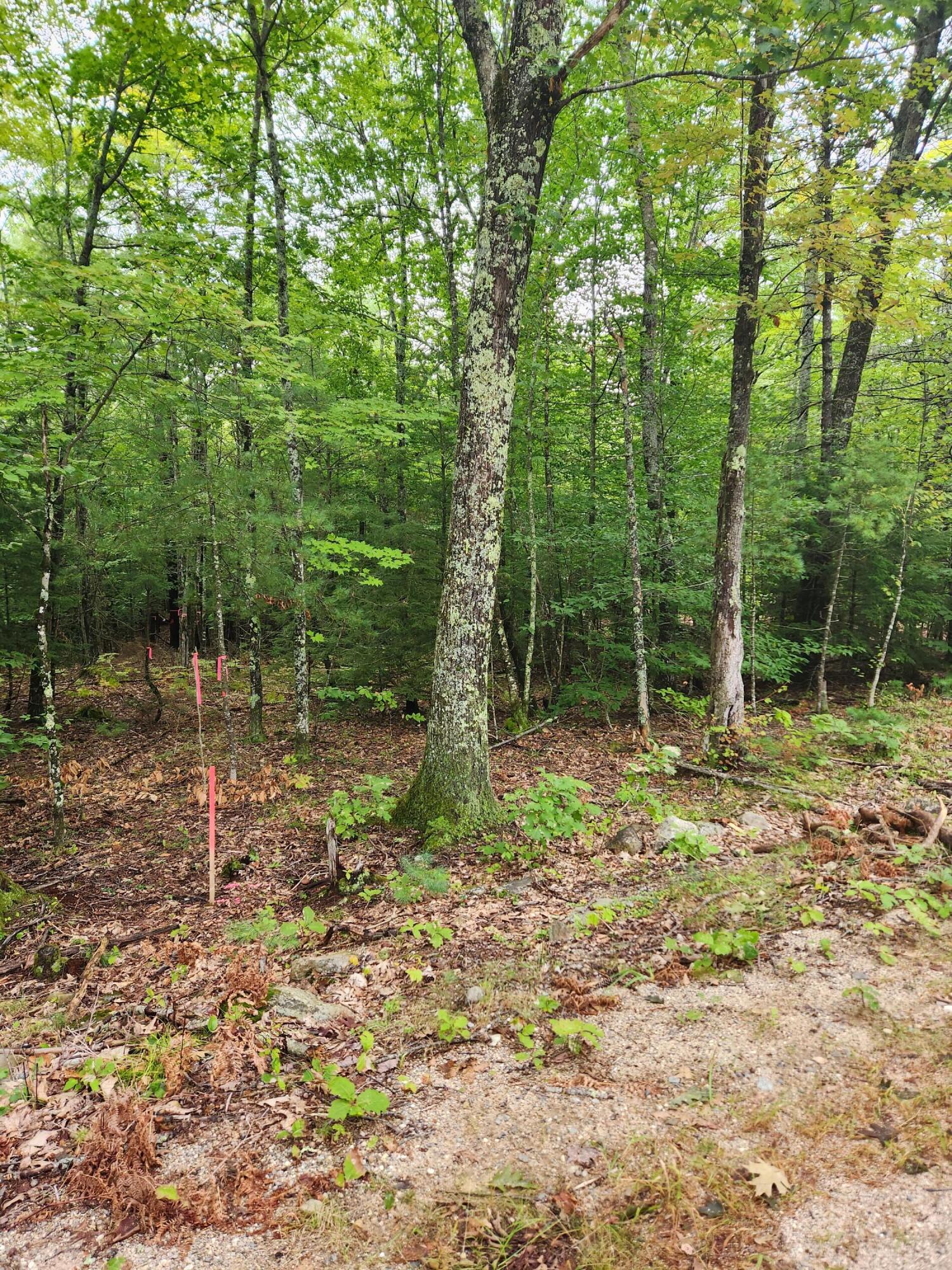 Lot # Coley Trafton Road Shapleigh, ME 04076 - Photo 4 of 8 coley 8