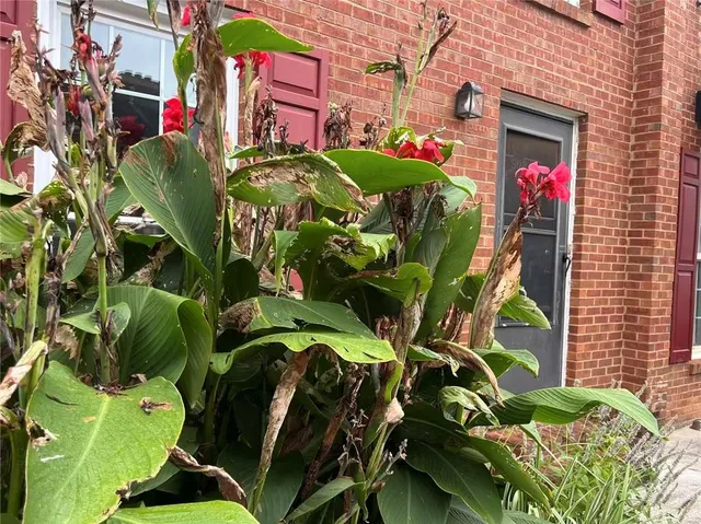 a view of a bunch of flowers
