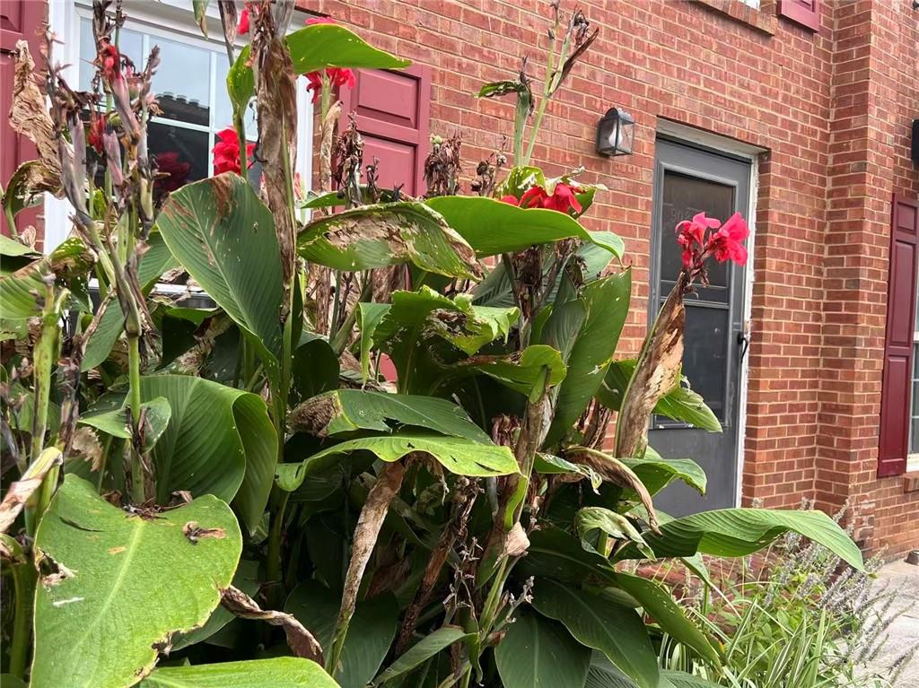 a view of a bunch of flowers