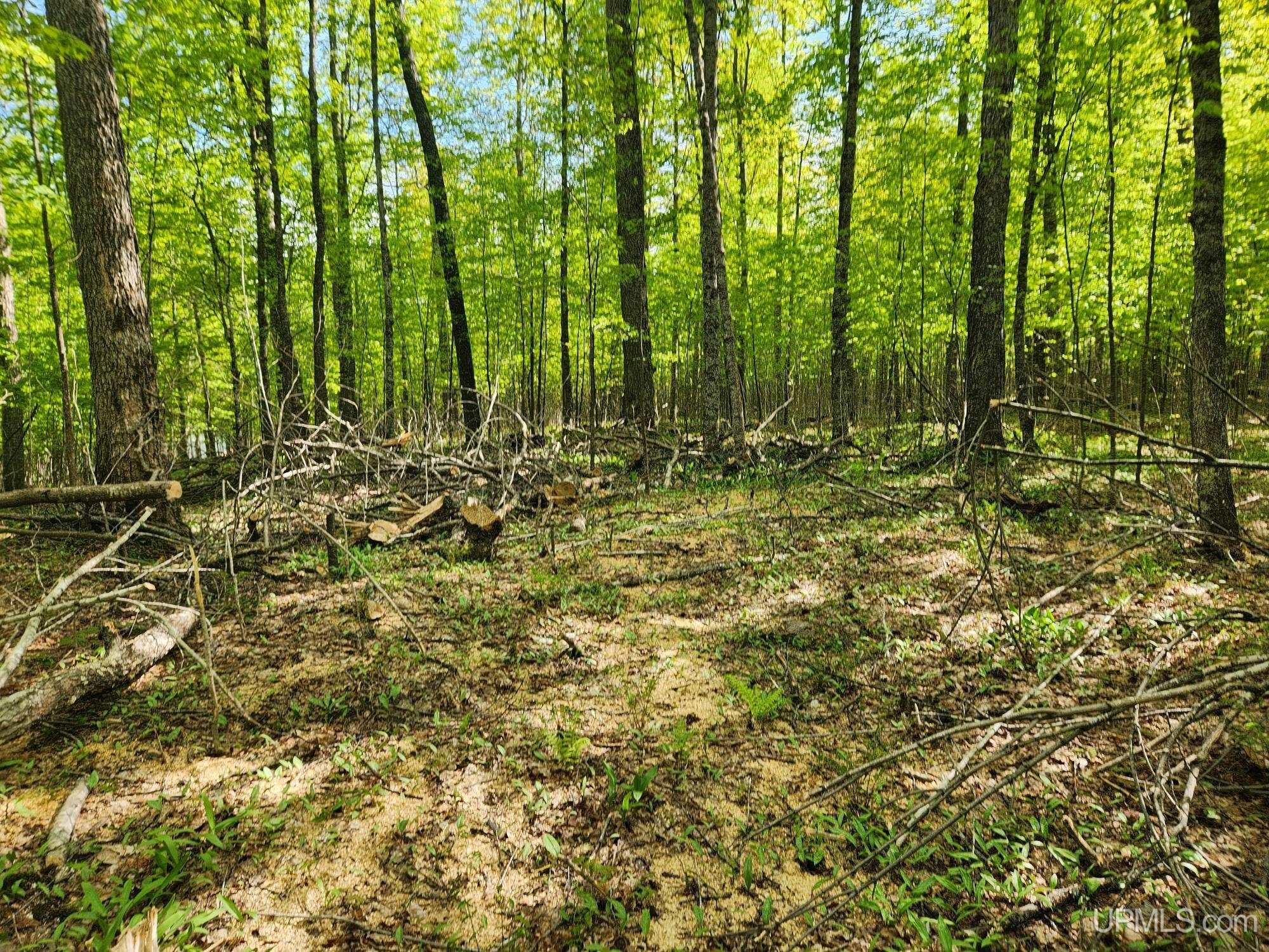 Lot 20 University Road Iron River, MI 49935 - Photo 15 of 23 Gallery Image 15