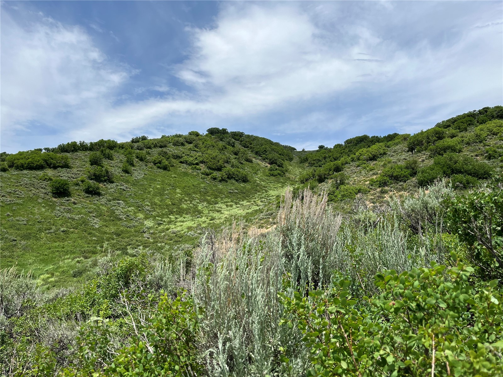 46 Routt County Road Steamboat Springs, CO 80487 - Photo 8 of 23 a view of a green field with lots of bushes
