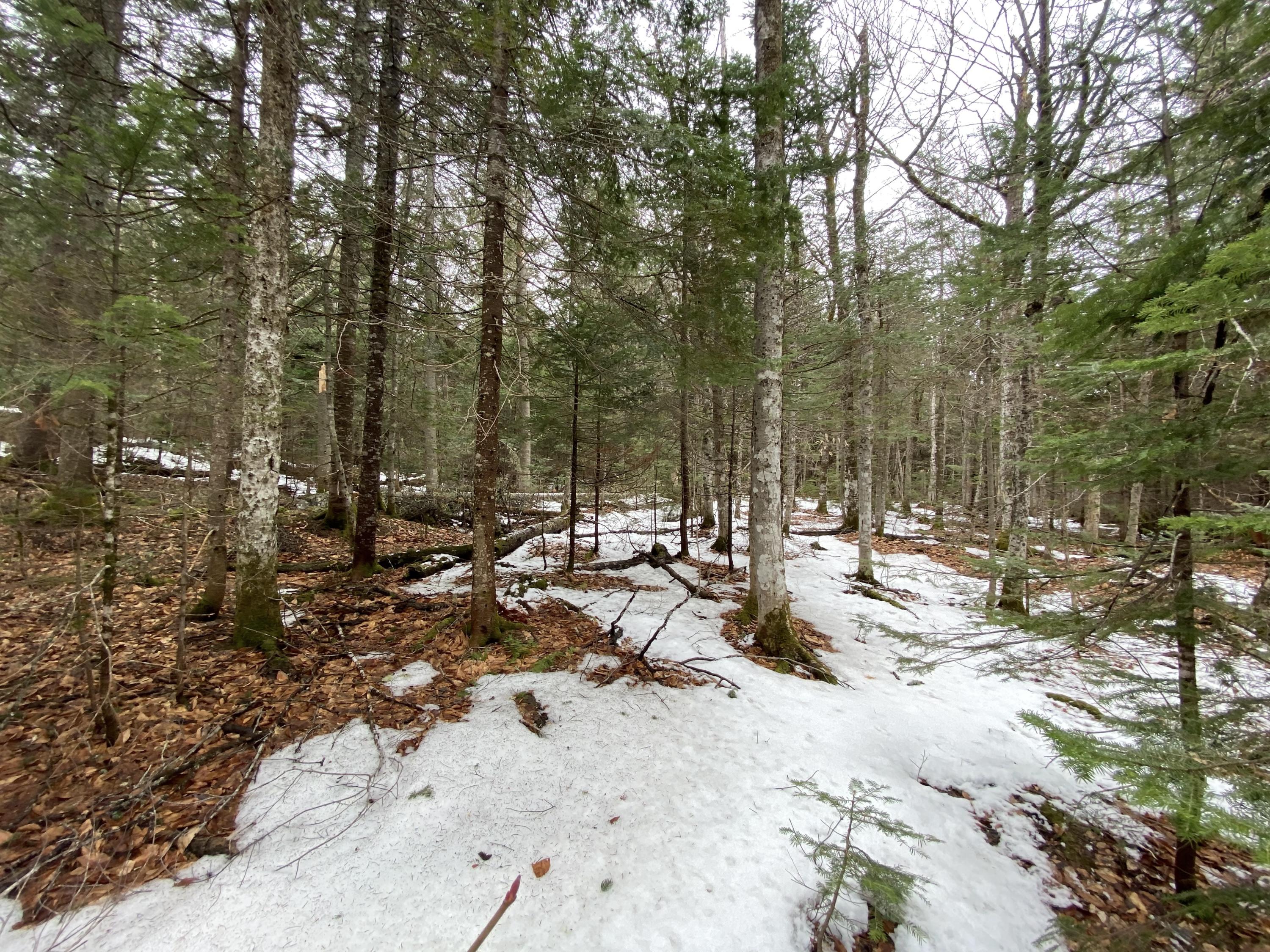 M34-l44.2a M34-l44.2a Curley Road Rangeley, ME 04970 - Photo 7 of 14 curley road lot A.4