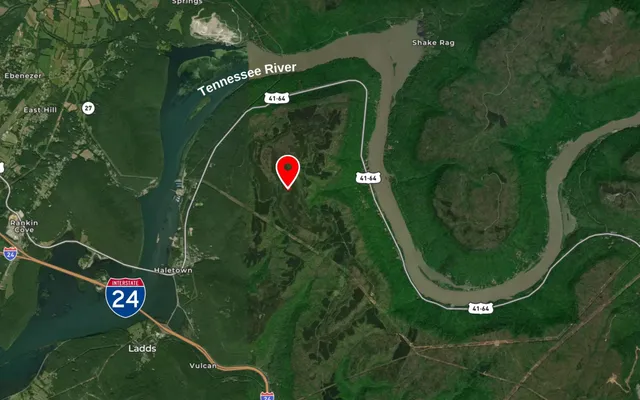 a view of a bunch of plants and tree