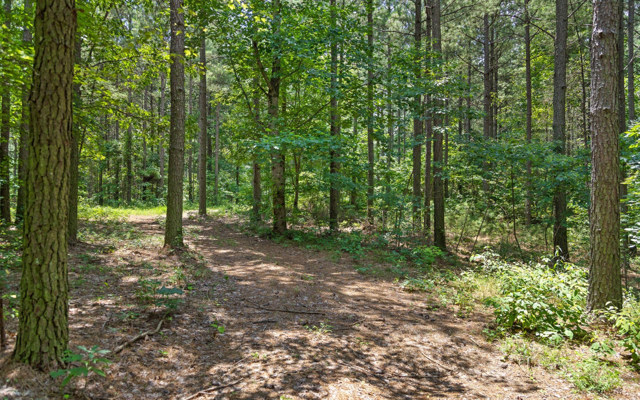 2045 Constellation Court Guild, TN 37340 - Photo 7 of 23 a view of outdoor space and trees