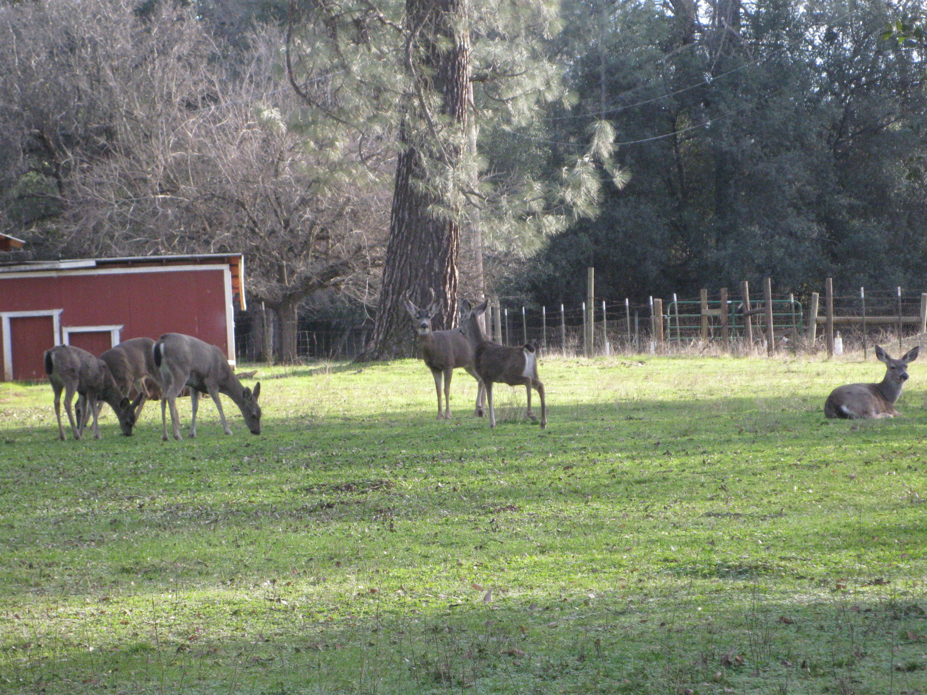 21129 Rae Lane Redding, CA 96003 - Photo 12 of 12 The deer love it here!