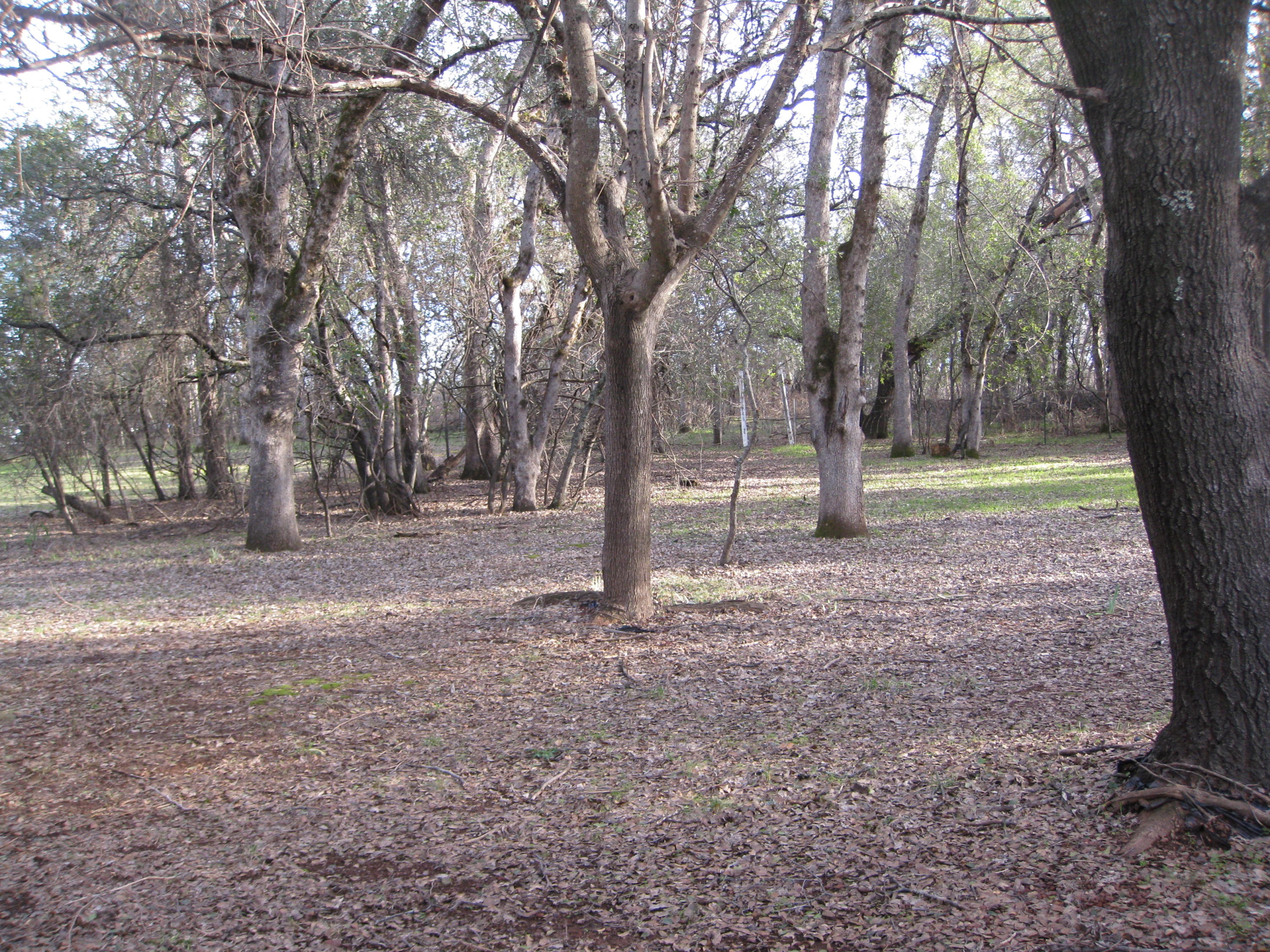 21129 Rae Lane Redding, CA 96003 - Photo 8 of 12 Flat usable land