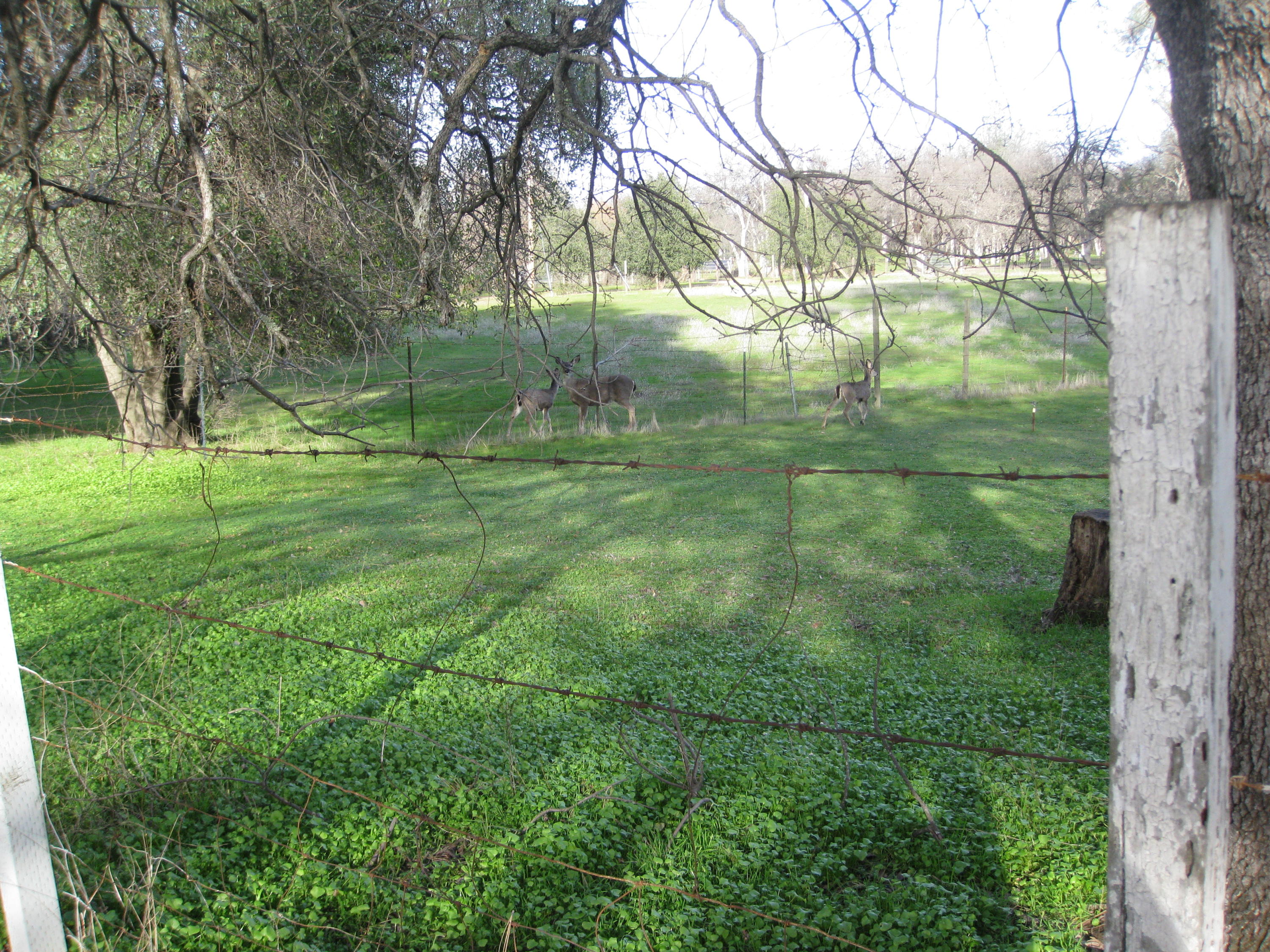 21129 Rae Lane Redding, CA 96003 - Photo 10 of 12 More land