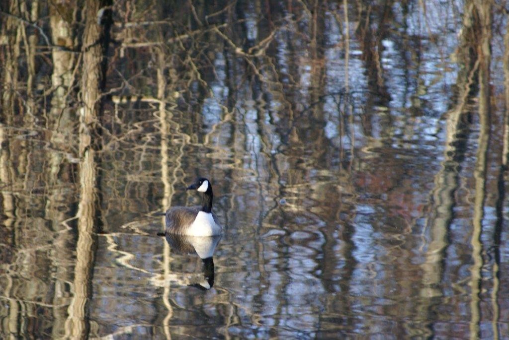 Lot D Merriam Road Grafton, MA 01519 - Photo 2 of 5 Gallery Image 2